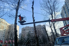 Санитарная обрезка деревьев.