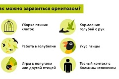 Профилактика Орнитоза